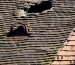 Signs your roof needs repair